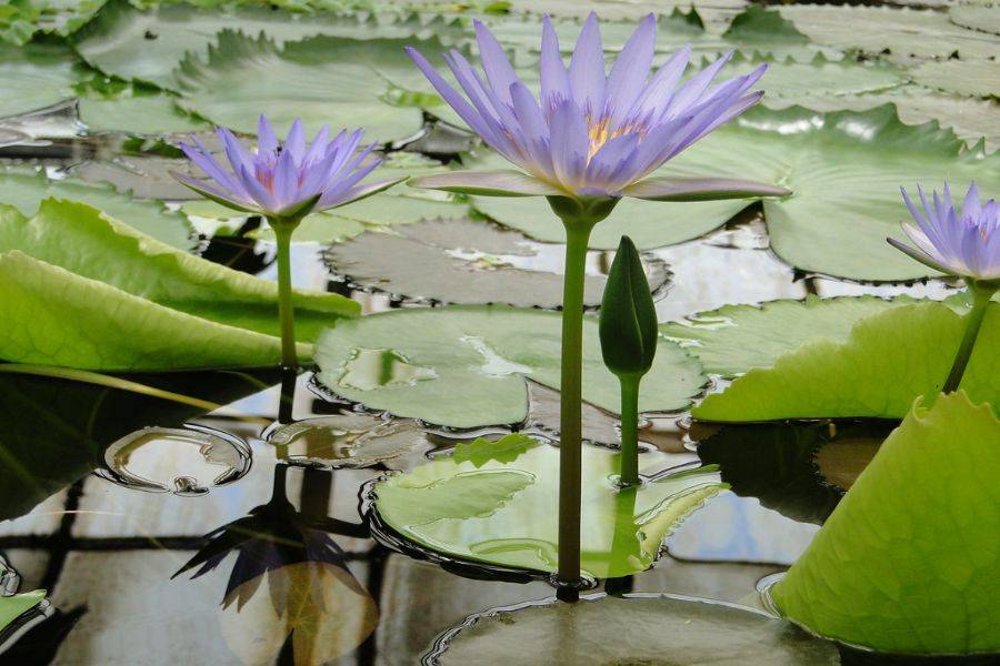 Jardim Majorelle com passeio de camelo nas palmeiras
