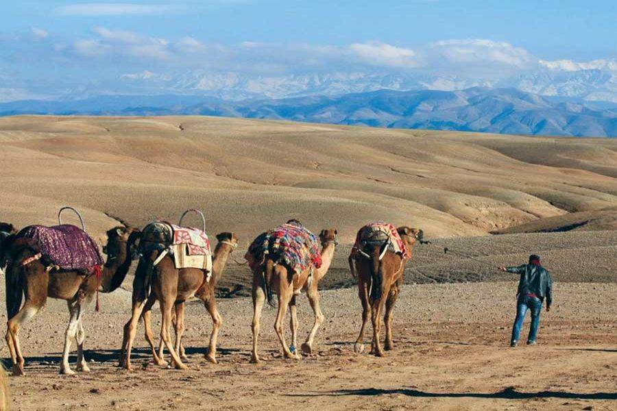 Experiência de passeio de camelo no pôr do sol no deserto rochoso de Agafay