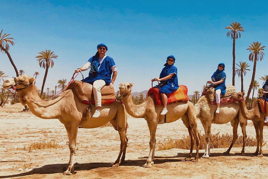 Passeio de camelo no Palmeraie de Marrakech