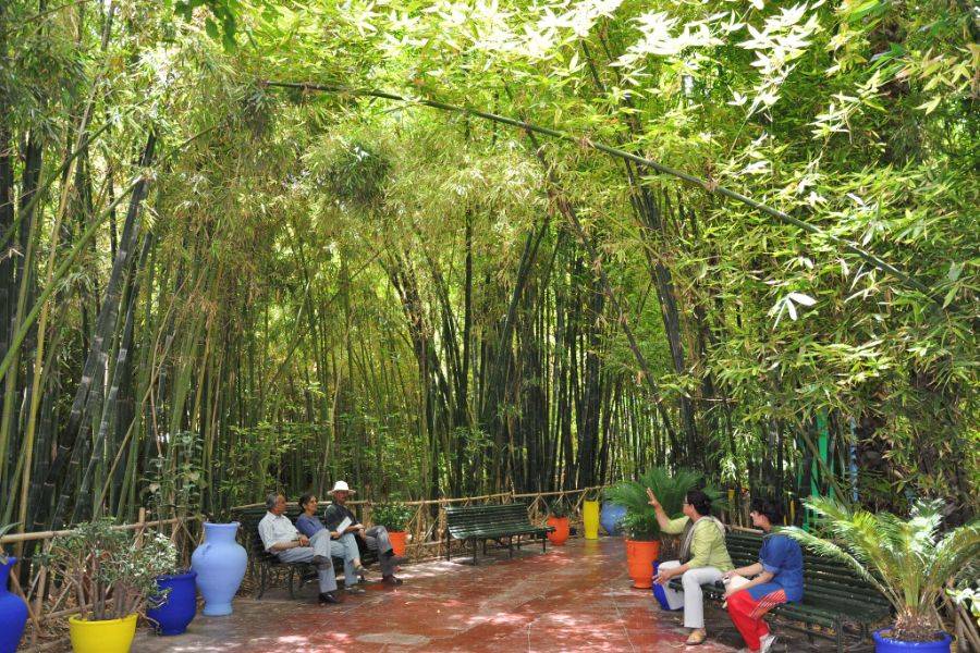 Jardim Majorelle com passeio de camelo nas palmeiras